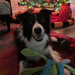 a dog sitting on the floor